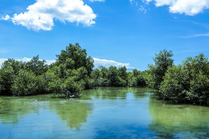 Overhead view of mangroves